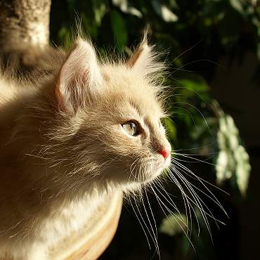 Sibirische Katzen Floris von der Gronau